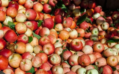 The Bountiful Benefits of Picking Your Own Apples